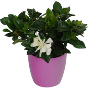 Gardenia + Cachep Rosa